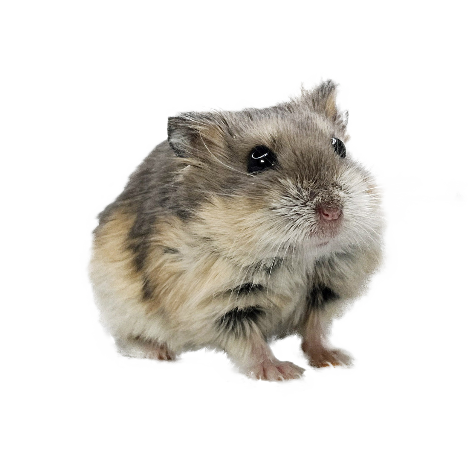 Omaha of X-rats "Lily" 🇨🇿