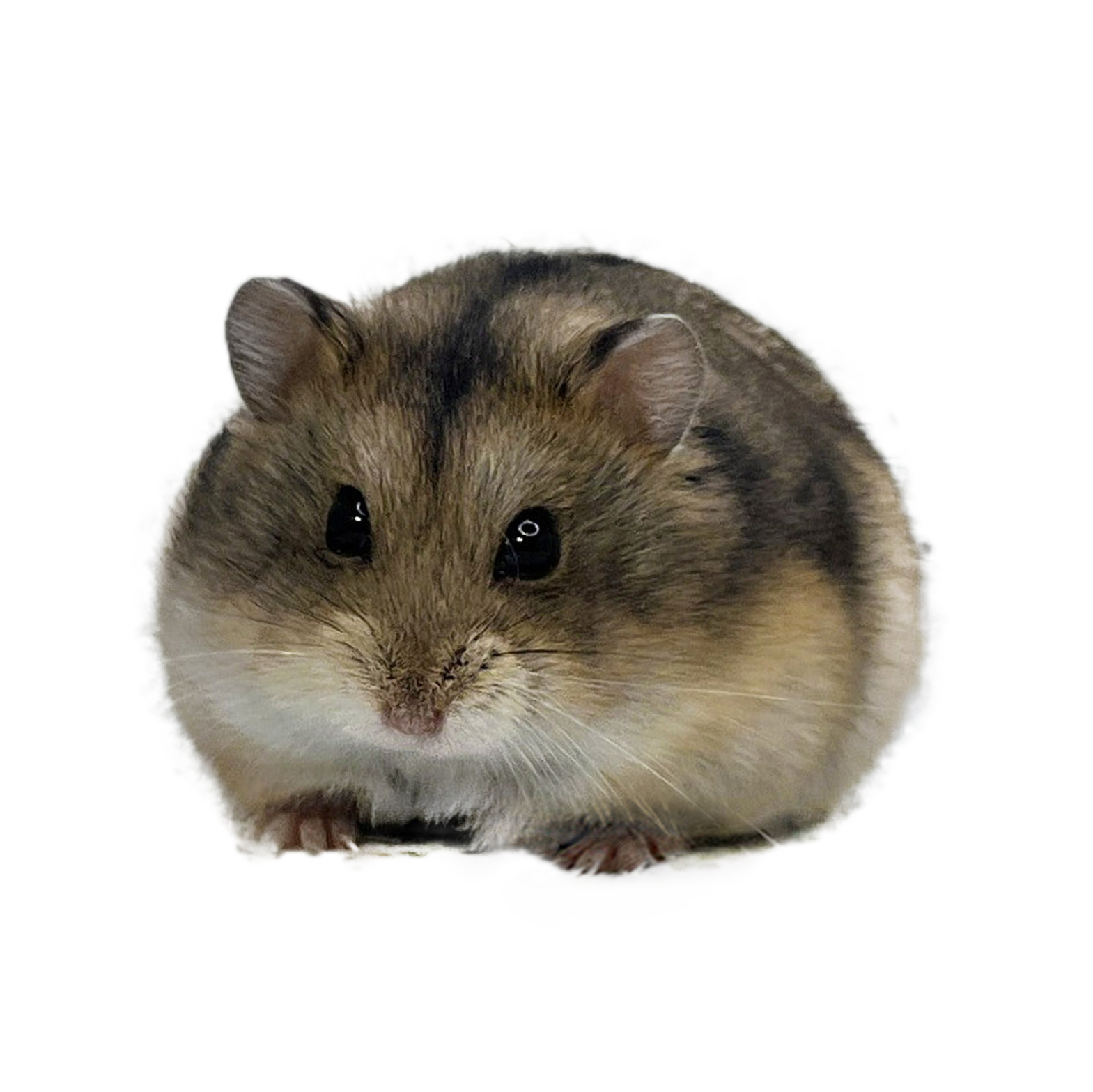 SHS-Kosehamster Knight of Fire "Dorea" 🇳🇴