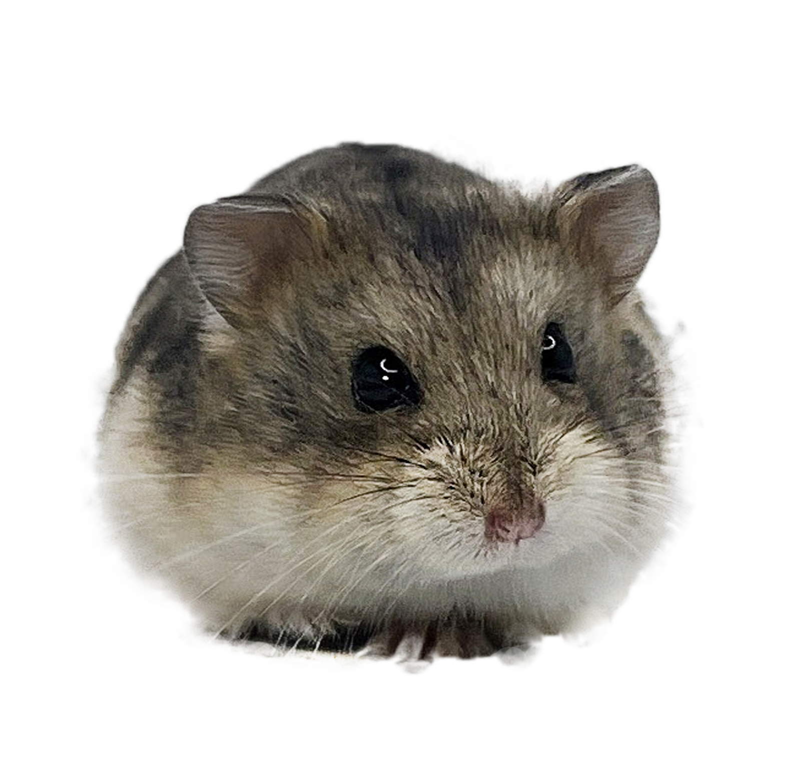 SHS-Kosehamster Ten of Fire "Dolores" 🇳🇴