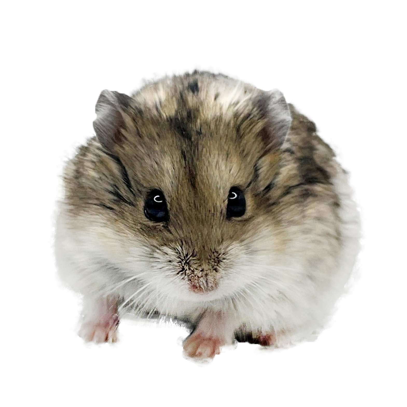 Kabuki of X-rats "Neville" 🇨🇿