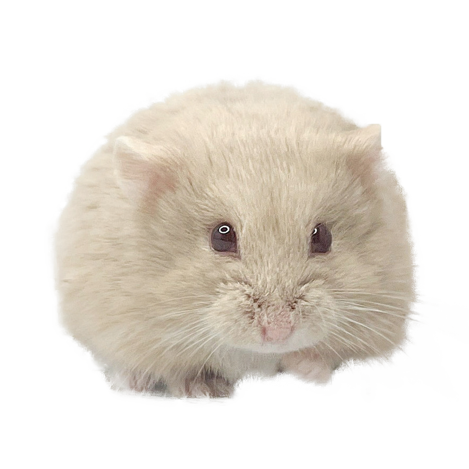 Dandelion's Flash "Draco"  🇭🇺 