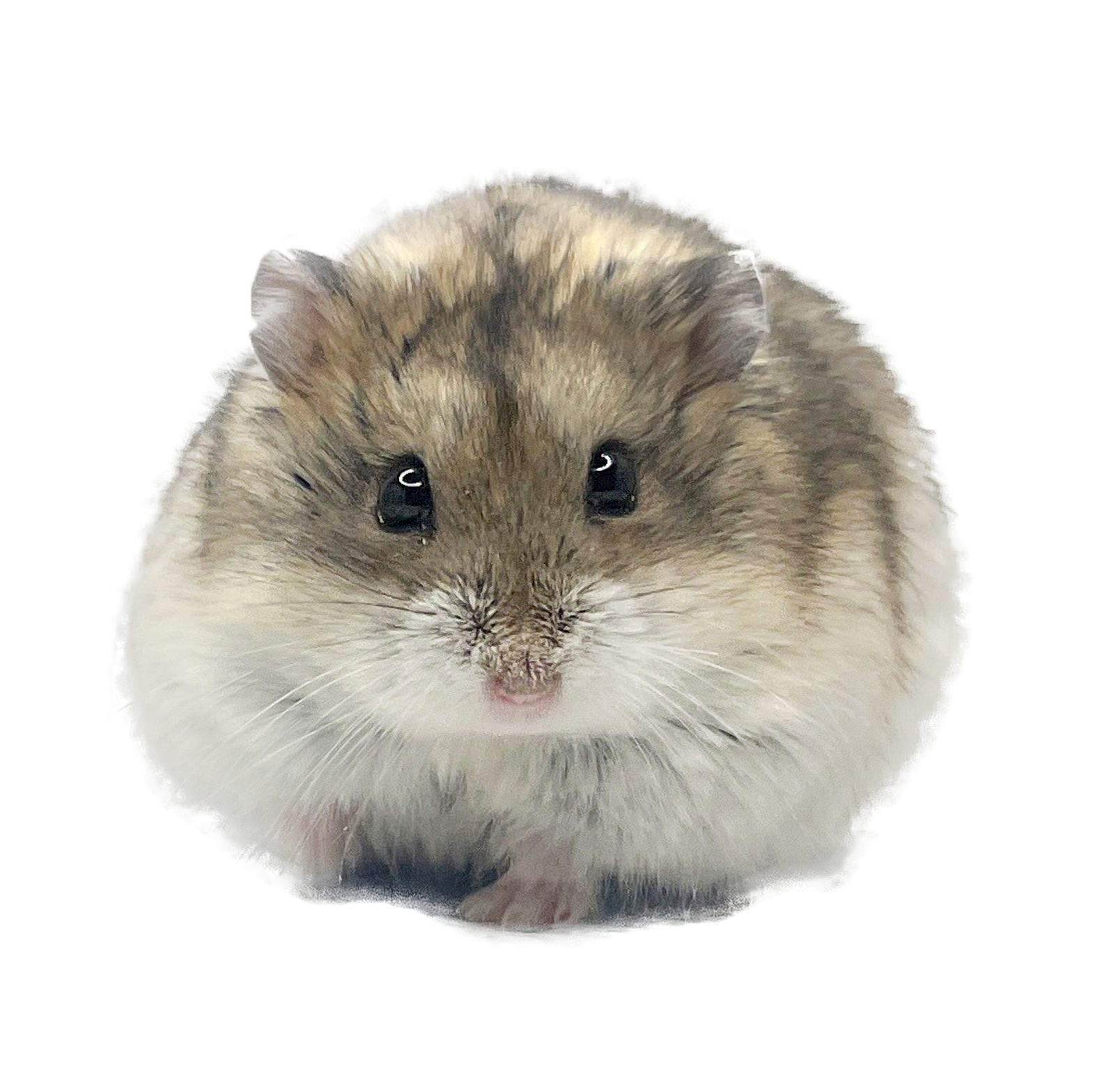 Kabuki of X-rats "Neville"  🇨🇿 