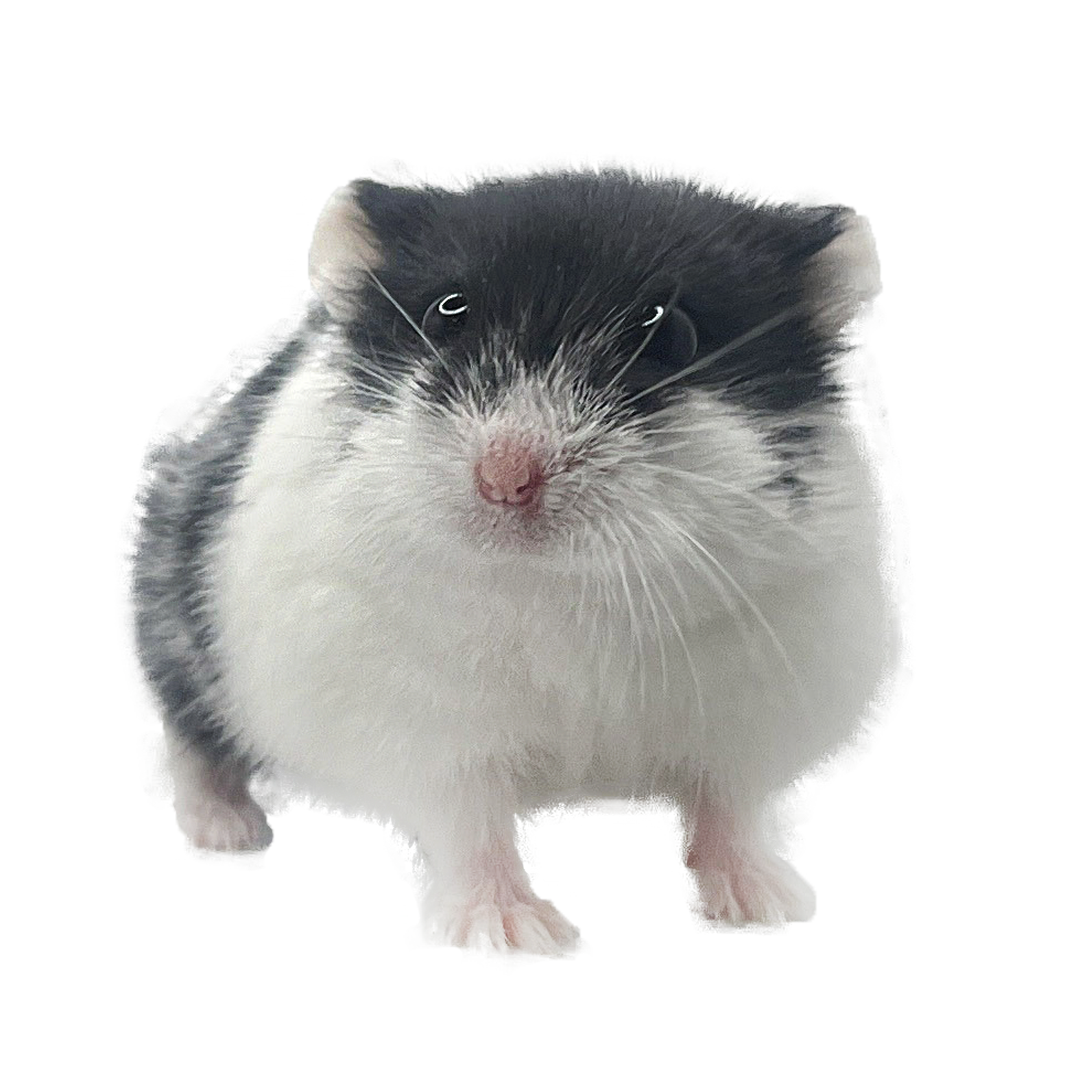 Liora of X-rats "Jane"  🇨🇿 