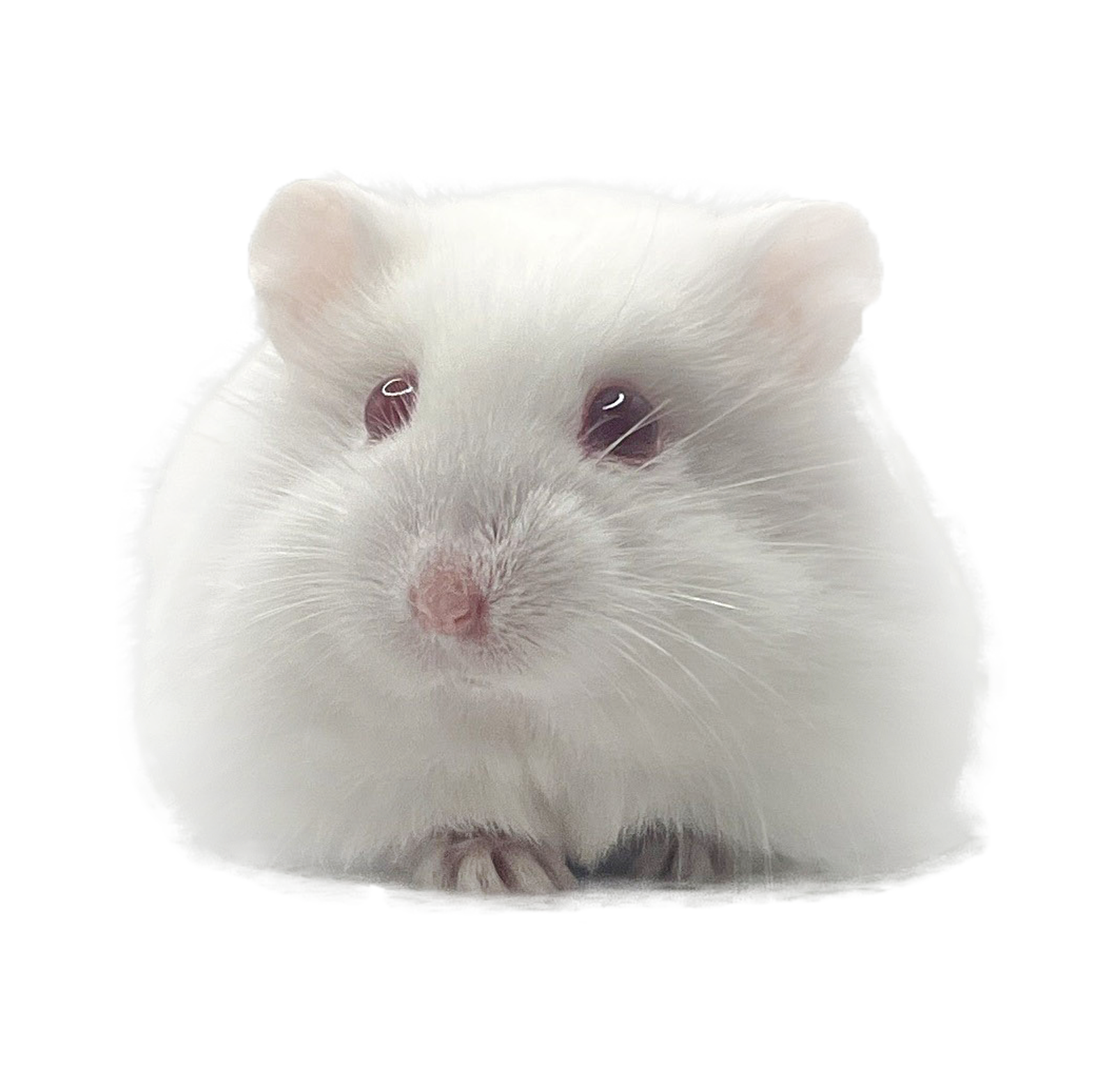 Dandelion's Bibó "Rosmerta"  🇭🇺