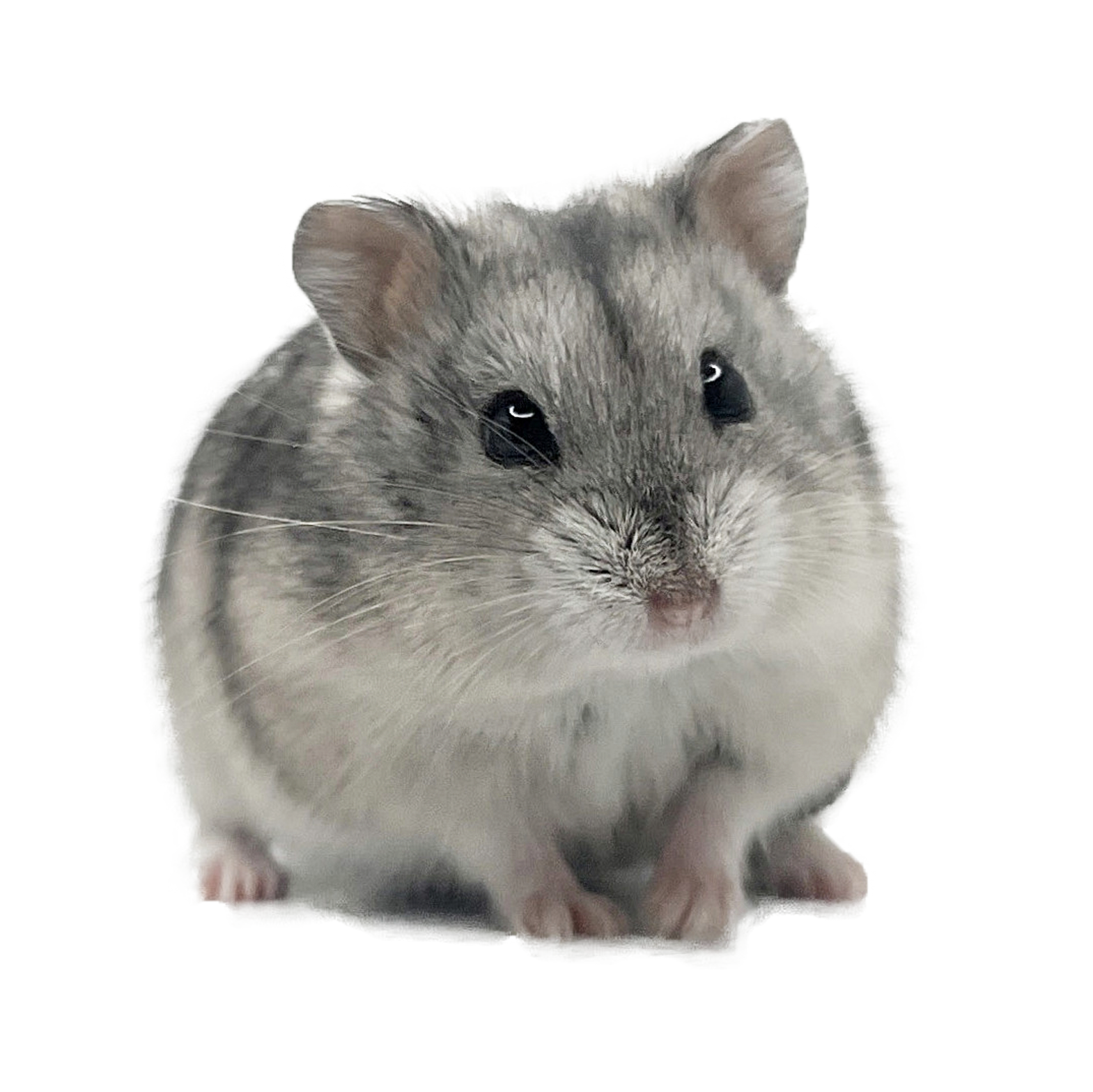 Dandelion's Cassie "Hestia"  🇭🇺