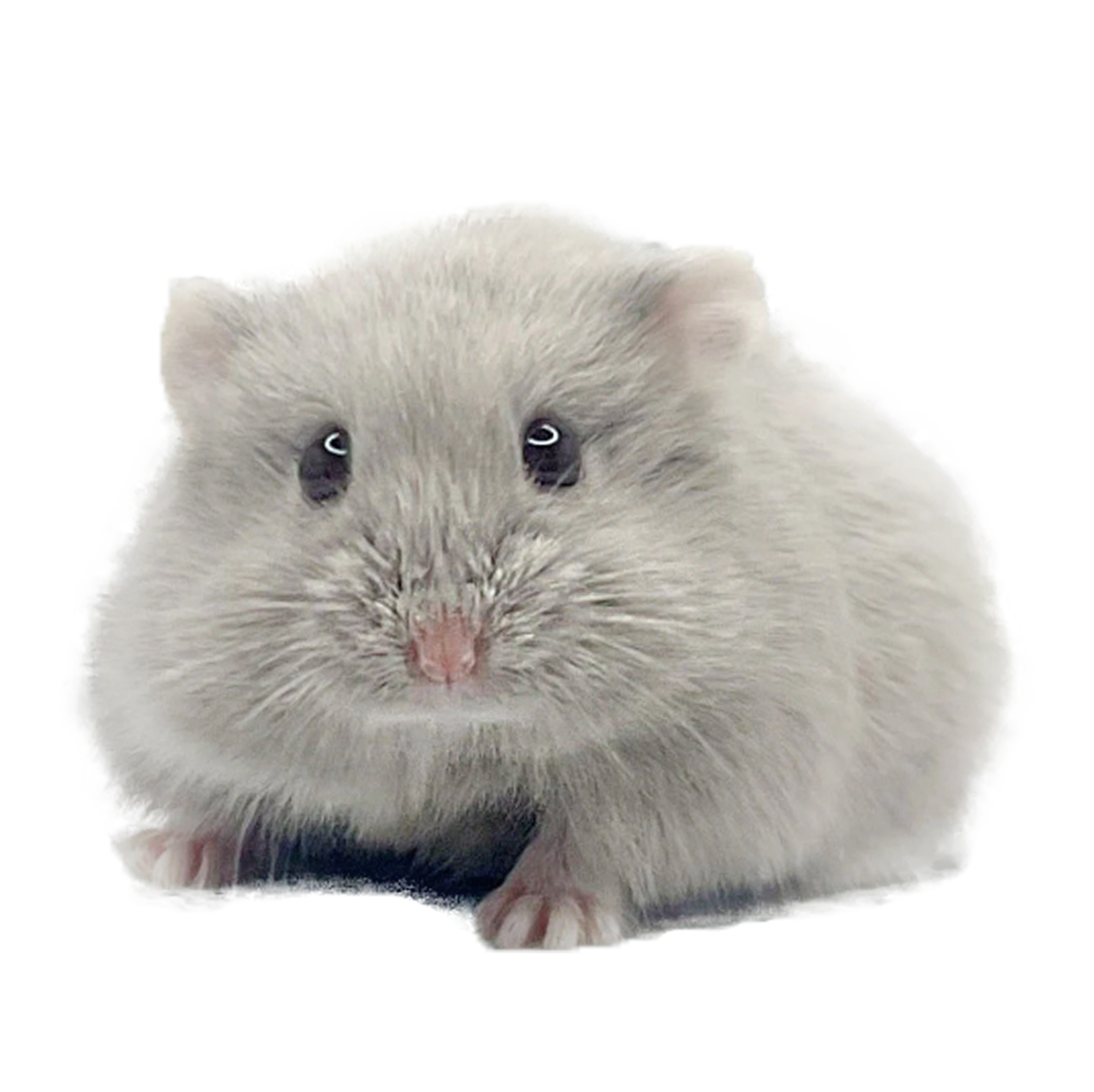 Dandelion's Edua "Astoria"  🇭🇺