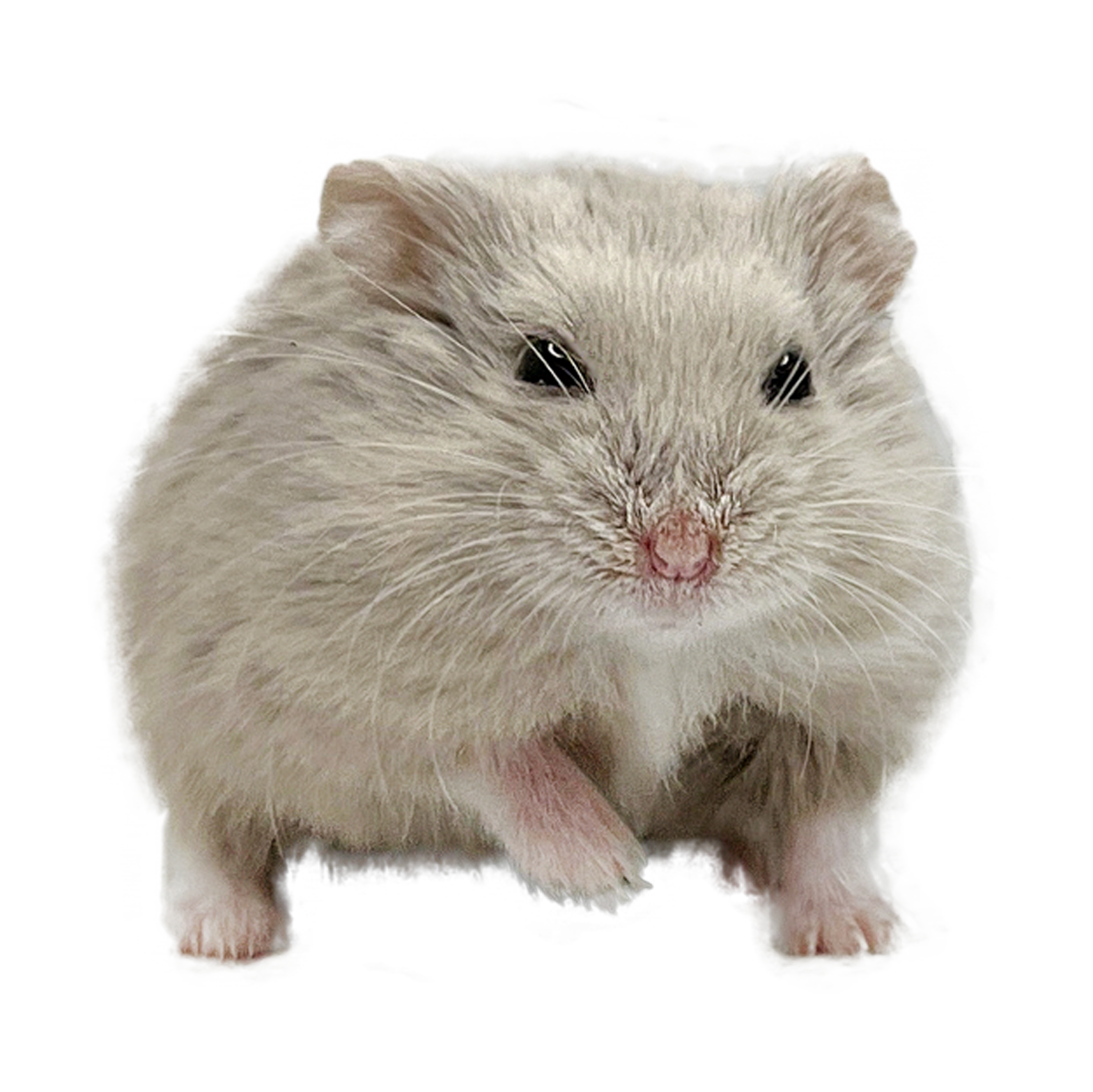 Yooper of X-rats "Malazár"  🇨🇿 