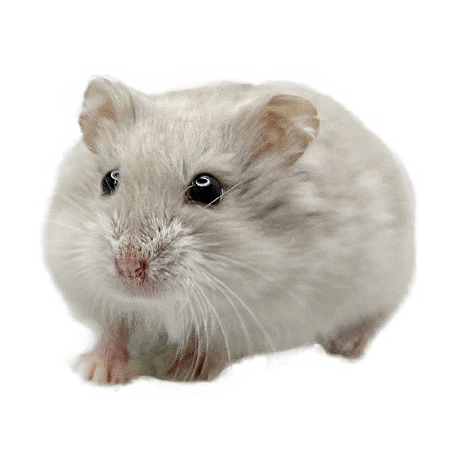 Zeeko of X-rats "Rufus"  🇨🇿 