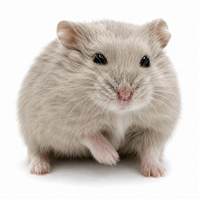 Yooper of X-rats "Malazár" 🇨🇿