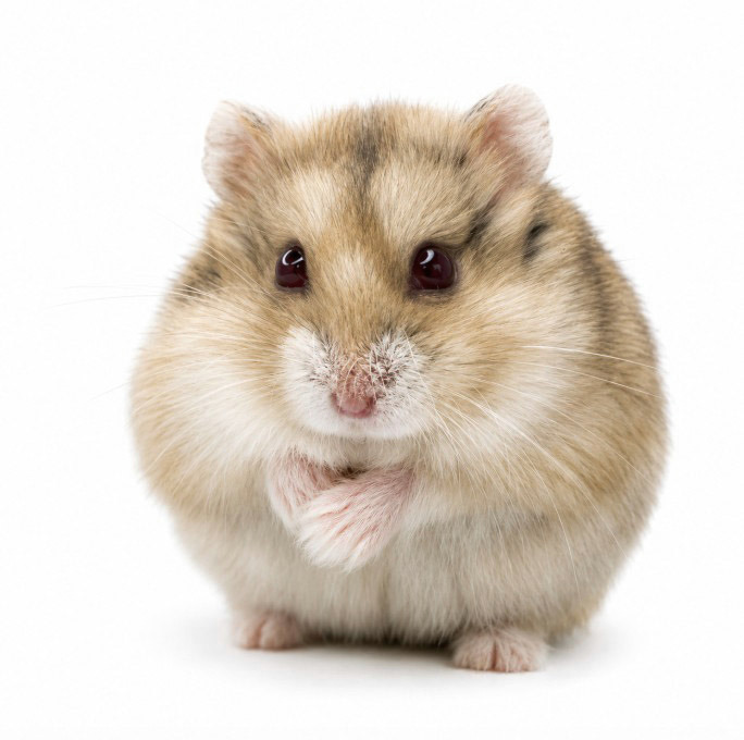 Saffron of X-rats "Rubeus" 🇨🇿