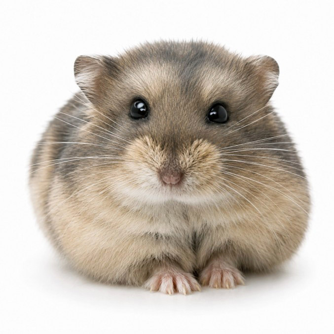 Magion of X-rats "Perselus" 🇨🇿